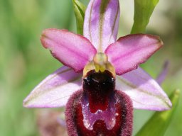 Ophrys_bertoloniiformis_x_O._garganica_route_de_Sta_Maria_di_Pulsano_2